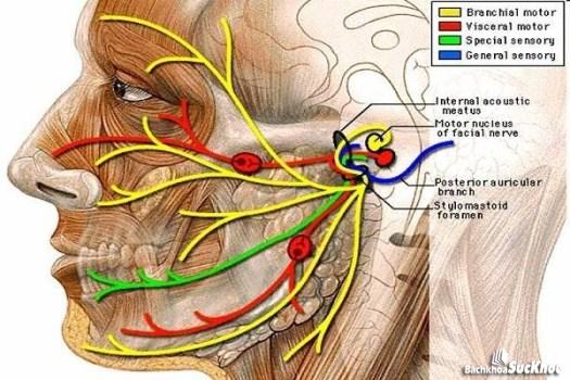 Bệnh liệt mặt: Khái niệm, nguyên nhân, triệu chứng, cách điều trị và phòng ngừa 27 Giải phẫu đường đi dây thần kinh số VII.