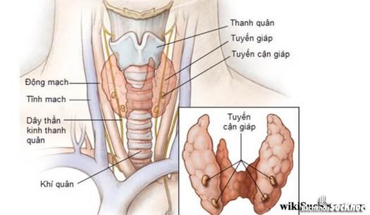 Bệnh cường cận giáp: Khái niệm, nguyên nhân, triệu chứng, cách điều trị và phương pháp phòng ngừa 1 Bệnh cường cận giáp là gì?