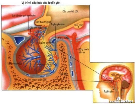 Bệnh u tuyến yên: Khái niệm, nguyên nhân, triệu chứng, điều trị và cách phòng ngừa 26 Bệnh u tuyến yên là gì?
