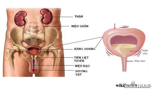 Bệnh viêm bàng quang: Khái niệm, nguyên nhân, triệu chứng, điều trị, phòng ngừa 26 Bệnh viêm bàng quang là bệnh gì?