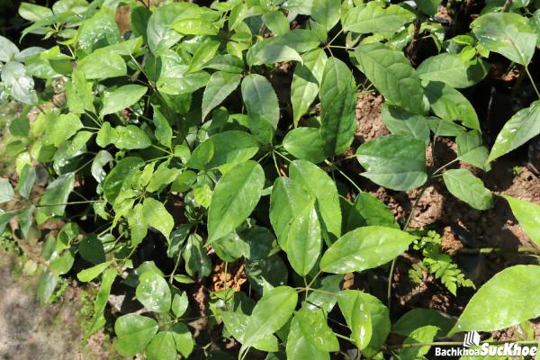 Cây thuốc quý chữa đau vai gáy cho dân văn phòng 1