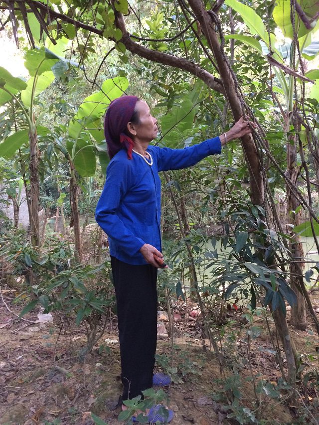 Lương y tư vấn cách điều trị tận gốc men gan cao 10