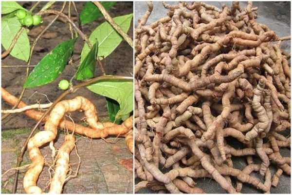 Bài thuốc chữa đau lưng mỏi gối, tăng cường