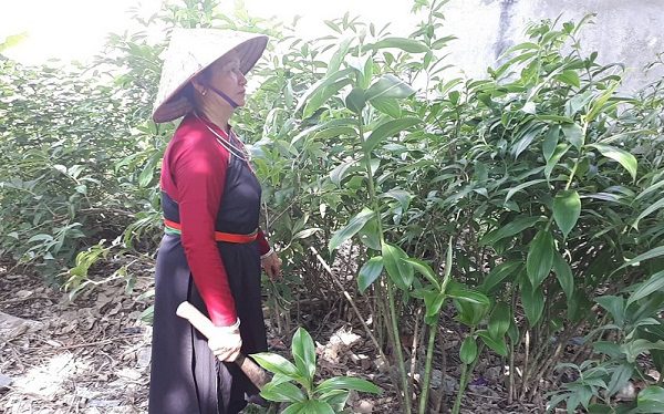 Thuoc-Nam-dieu-tri-noi-tiet-to-nu Thuoc-Nam-dieu-tri-noi-tiet-to-nu