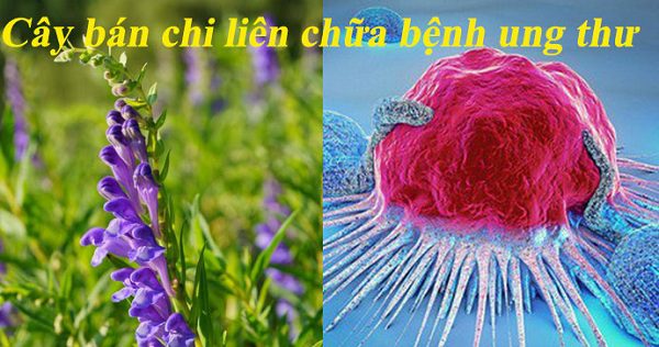 cay-thuoc-dieu-tri-ung-thu-gan cay-thuoc-dieu-tri-ung-thu-gan