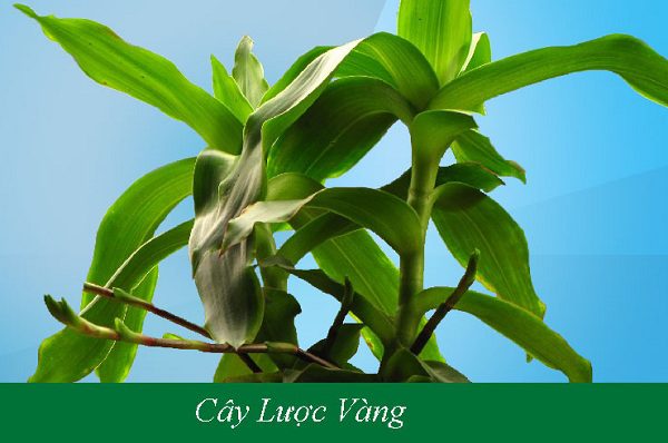 cay-thuoc-dieu-tri-ung-thu-gan