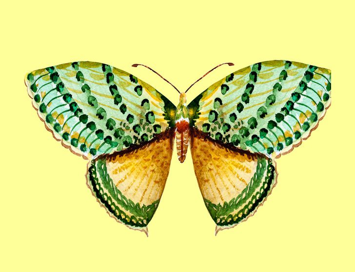 Chọn một con bướm yêu thích, chúng tôi sẽ cho bạn biết mình thuộc loại người nào Chọn một con bướm yêu thích, chúng tôi sẽ cho bạn biết mình thuộc loại người nào