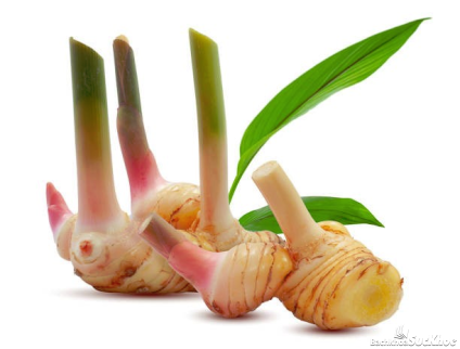 Củ riềng - Vị thuốc quý 6