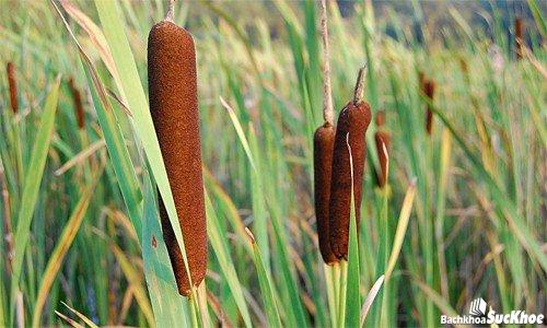 Cỏ Nến - cây thuốc quý trong đầm lầy 4