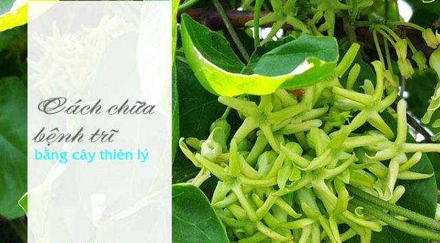 Tac-dung-chua-benh-cua-hoa-thien-ly