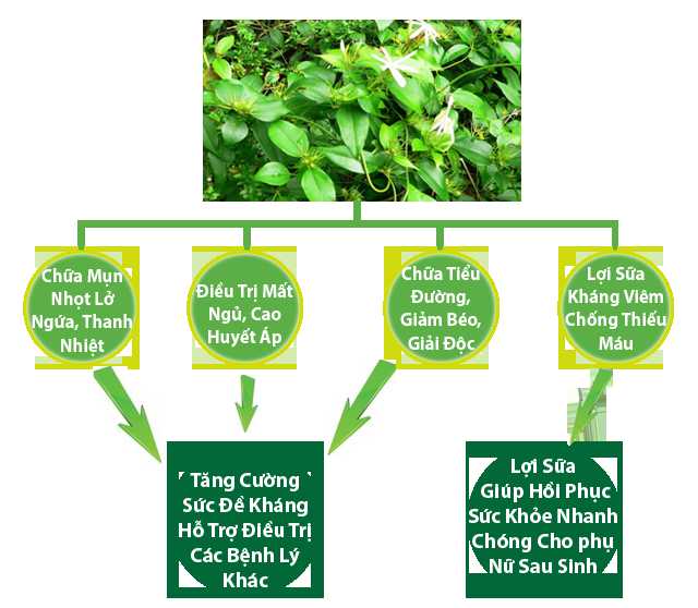 Tac-dung-cua-che-vang Tac-dung-cua-che-vang