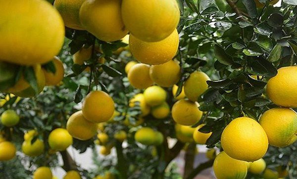 Tác dụng chữa bệnh của quả bưởi: Không chỉ giảm cân mà còn ngăn ngừa ung thư Tác dụng chữa bệnh của quả bưởi: Không chỉ giảm cân mà còn ngăn ngừa ung thư
